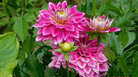 Gardenflower wallpaper