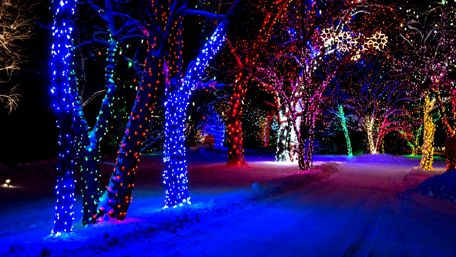 Christmas trees on the street wallpaper