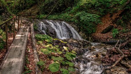 Waterfall in the forest wallpaper