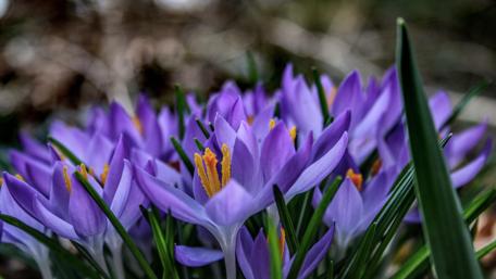 Blooming Crocus wallpaper
