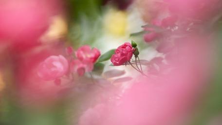 Delicate Pink Roses in Blooming Garden wallpaper