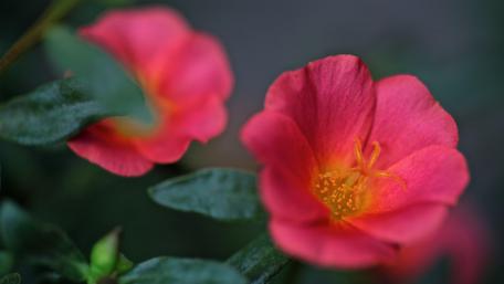 Vibrant Pink Flowers in Bloom wallpaper