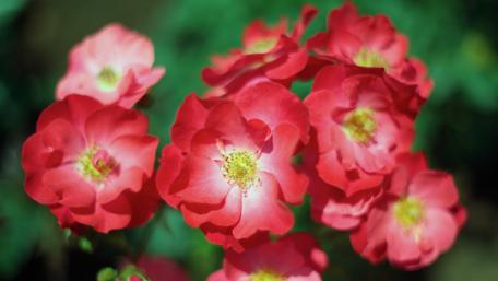 Vibrant Blossoms in Close-Up Detail wallpaper