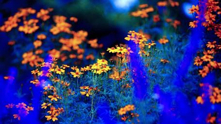 Golden Blooms in a Sapphire Field wallpaper