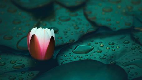 Water lily and waterdrops wallpaper