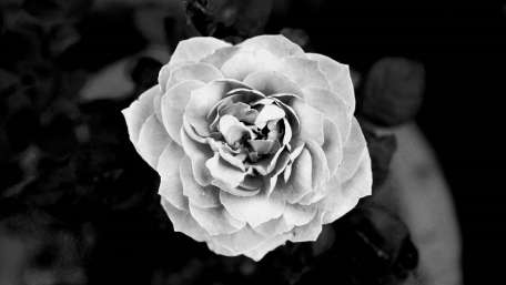 Black and white rose wallpaper