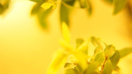 Golden Blossoms in Soft Focus wallpaper