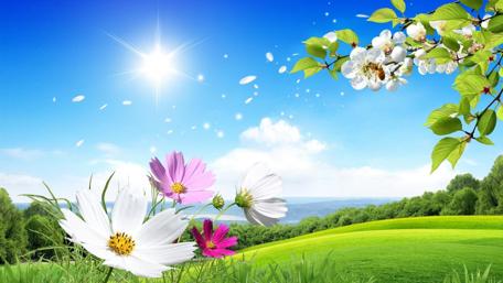 Spring in the meadow wallpaper