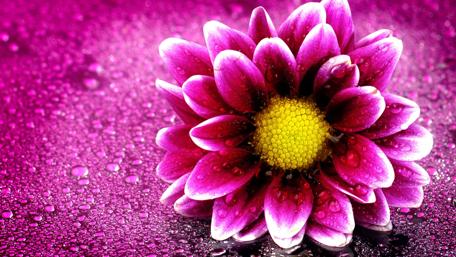 Flower with water drops wallpaper