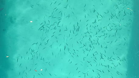 Fishes in the water wallpaper