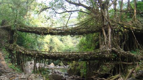 Double Decker Root Bridge wallpaper