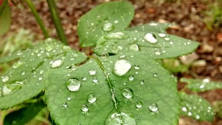 Fresh Dew on Green Leaves Delicate Nature's Beauty wallpaper