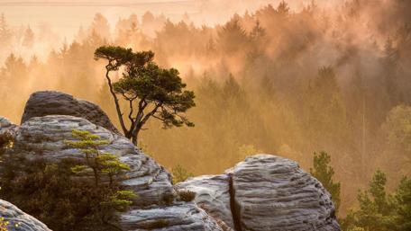 Morning fog in the forest wallpaper