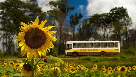 Sunflower field in Brazil wallpaper