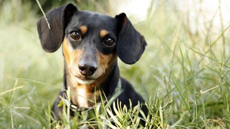 Dachshund in the grass wallpaper