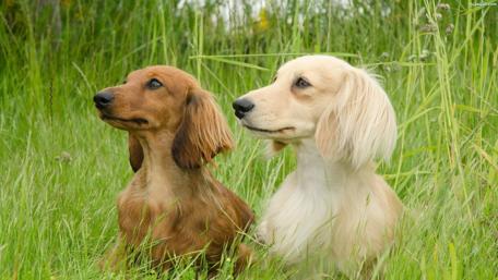 Dachshunds in the grass wallpaper