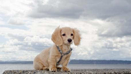 Dachshund puppy wallpaper