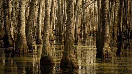 Natchez Trace Parkway wallpaper