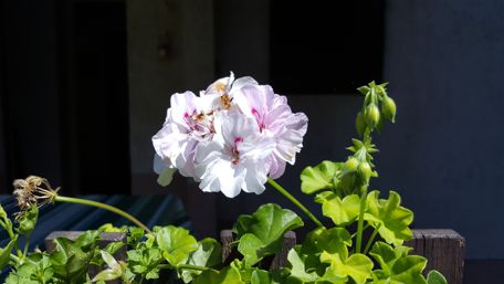 Delicate Pink Geranium Blossoms in Bloom wallpaper