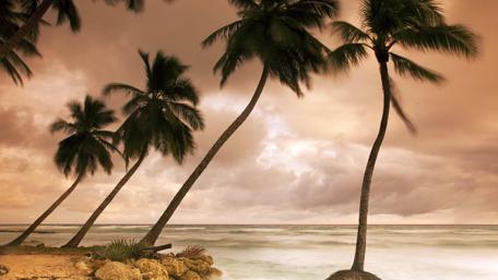 Cloudy sunset above the sea with palms ☁️ wallpaper