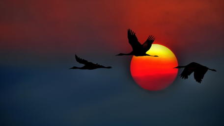 Crane silhouette in the sunset wallpaper