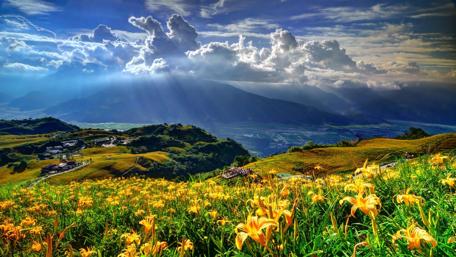 Wildflowers in the hill-side wallpaper