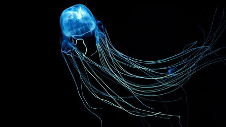 Box jellyfish wallpaper
