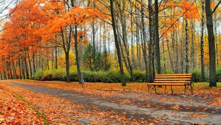Autumn in the park wallpaper