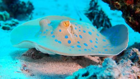 Underwater photography wallpaper