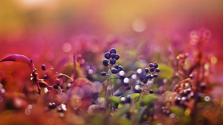 Black berries on the bush wallpaper