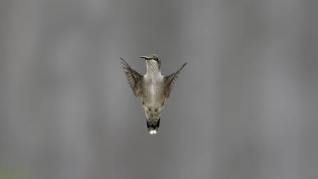 Flying Hummingbird wallpaper