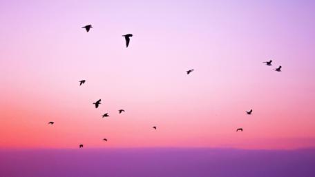Bird migration at the sunrise wallpaper