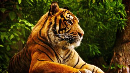 Bengal tiger - London Zoo wallpaper