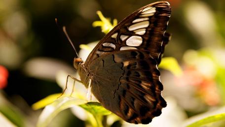 Butterfly on the plant wallpaper