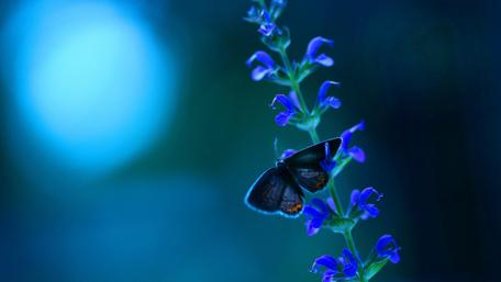 Butterfly on the flower wallpaper