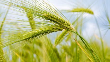Wheat field wallpaper