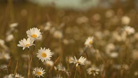 Wildflowers on the field wallpaper