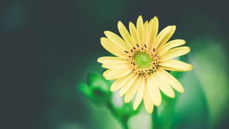 Yellow flower wallpaper