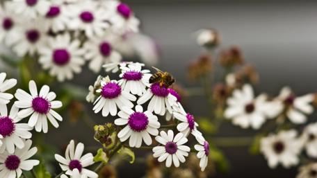 Bee on flower wallpaper