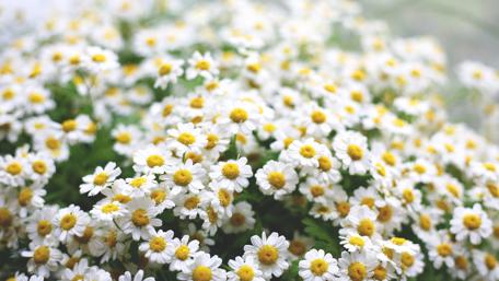 Chamomile wallpaper