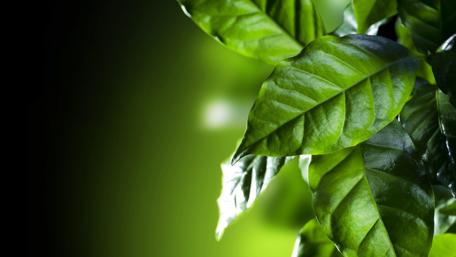 Coffee leaves wallpaper