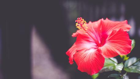 Red Hibiscus wallpaper