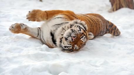 Tiger in the snow wallpaper