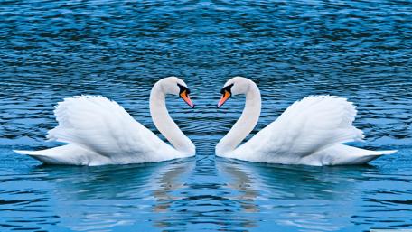 Couple of swan on the lake ❤️ wallpaper