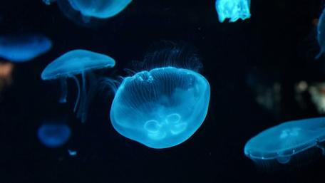 Blue jellyfishes wallpaper