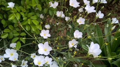 White flowers wallpaper