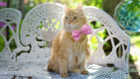 Kitten in the garden wallpaper