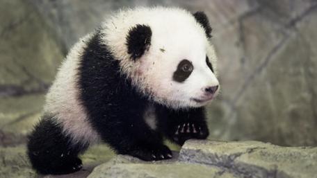 Bao Bao - Baby panda wallpaper