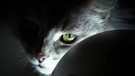 Mystical Cat with Striking Green Eyes wallpaper
