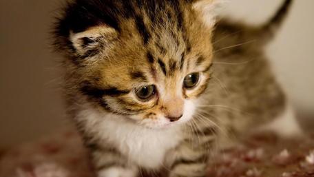 Cute baby kitten wallpaper